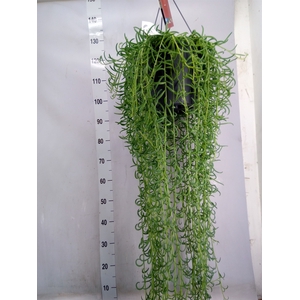 Senecio   ...