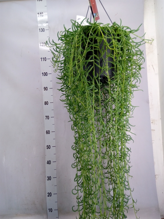 <h4>Senecio   ...</h4>