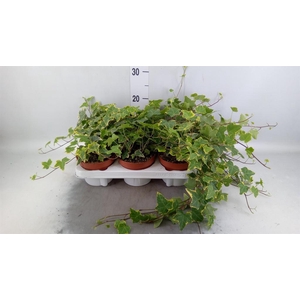 Hedera helix   ...mix varie yello
