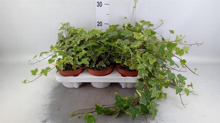 <h4>Hedera helix   ...mix varie yello</h4>