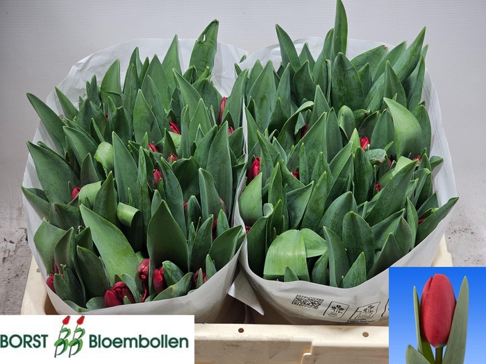 <h4>TU EN LOVE TRAIN</h4>