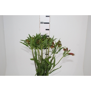 ALSTROEMERIA CHEERIO 070 CM