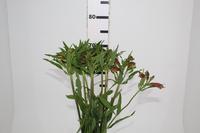 <h4>ALSTROEMERIA CHEERIO 070 CM</h4>