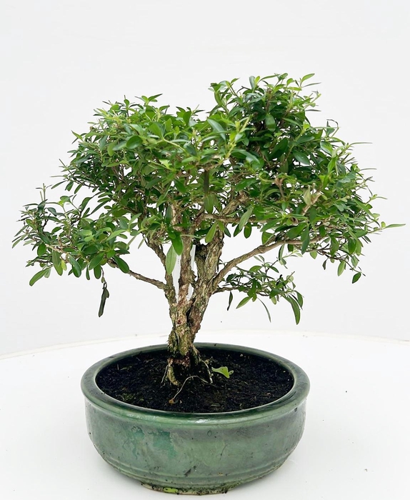 <h4>Serissa foetida, pot 19 cm , height 30cm. with driptray. (single item)</h4>