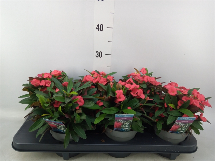 <h4>Euphorbia milii 'Maxi Olympia'</h4>