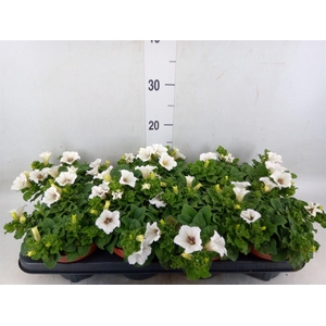 Petunia  'Surfinia Baby White'