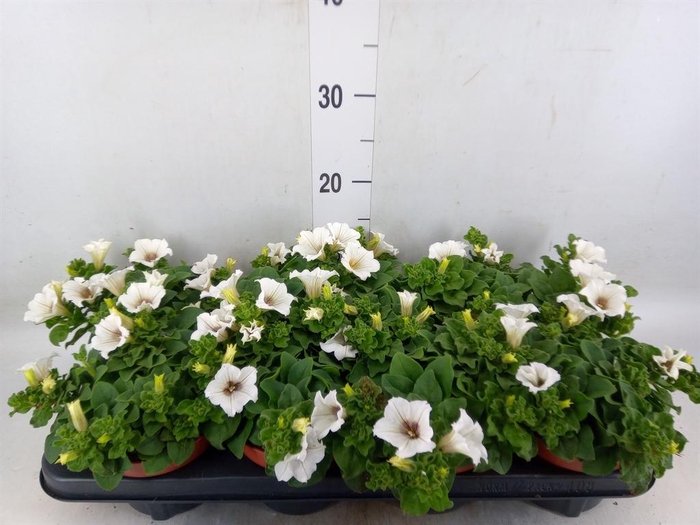 <h4>Petunia  'Surfinia Baby White'</h4>