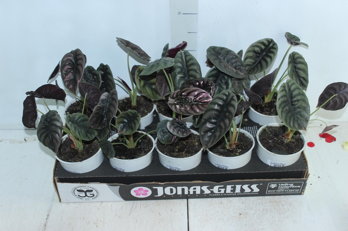 <h4>ALOCASIA CUPREA P12</h4>