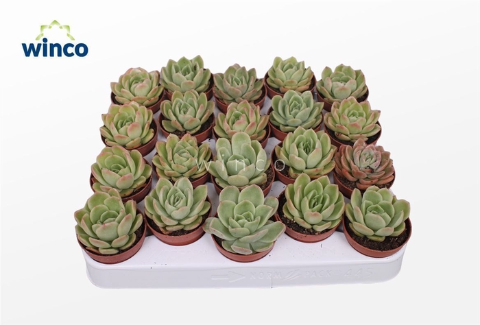 <h4>Echeveria Gilva</h4>