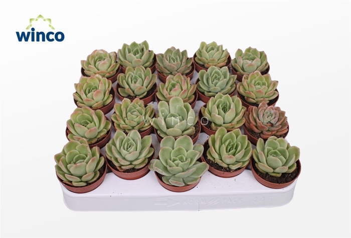Echeveria Gilva