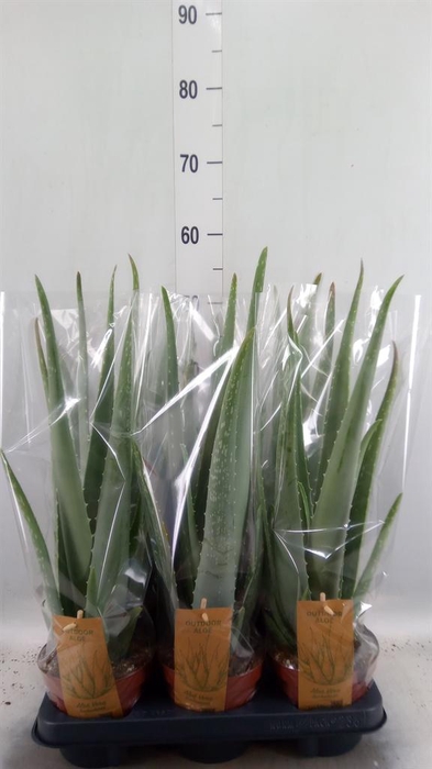 <h4>Aloe vera</h4>