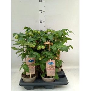 Solanum lycopersicum   ...