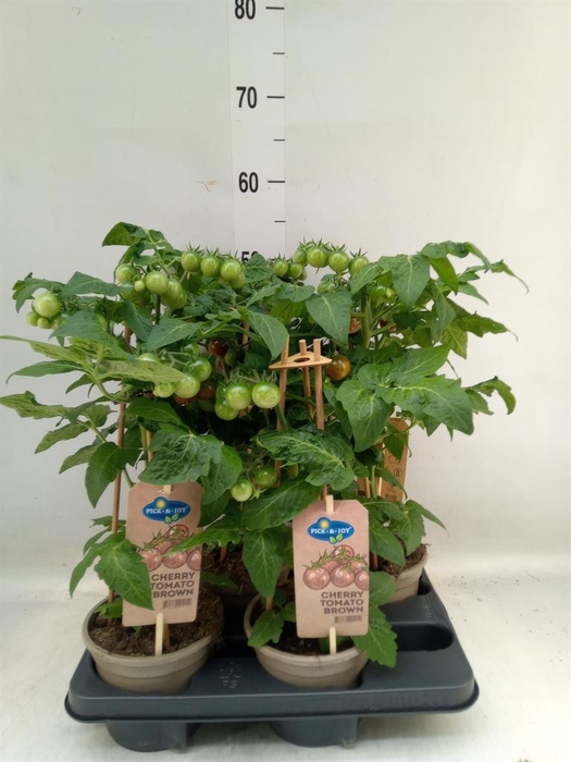 <h4>Solanum lycopersicum   ...</h4>