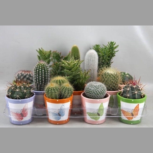 CACTUS GEM
