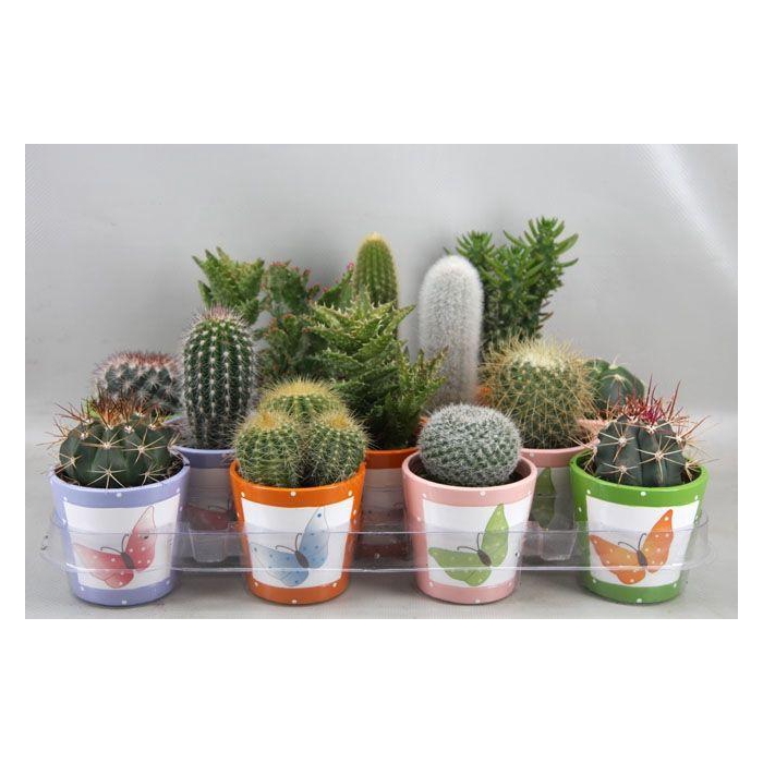 <h4>CACTUS GEM</h4>