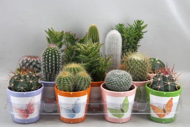 <h4>CACTUS GEM</h4>
