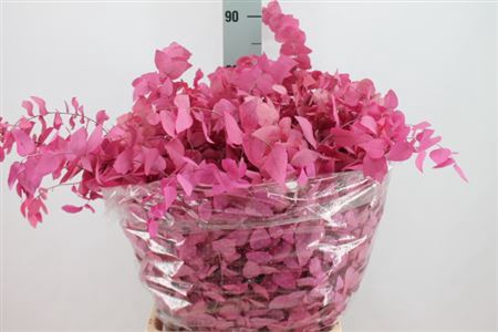 <h4>Euca Stuart Stabil Pink</h4>