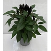 CAPSICUM ANNUUM  p10 Black