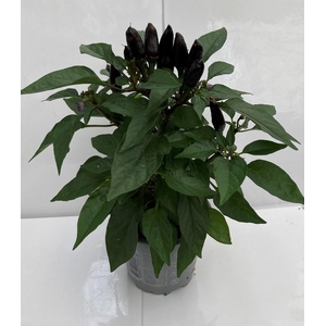 CAPSICUM ANNUUM  p10 Black