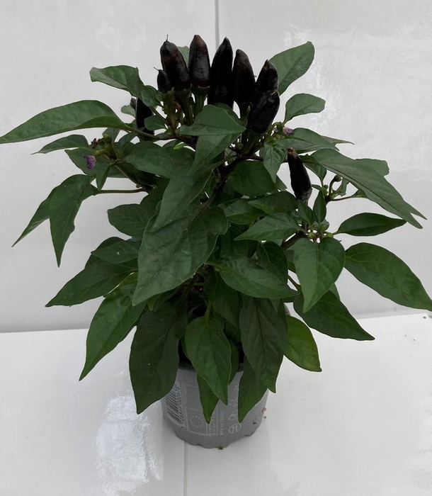 CAPSICUM ANNUUM  p10 Black