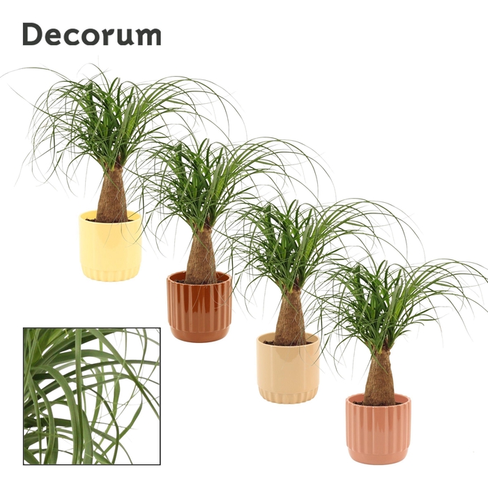 <h4>Beaucarnea recht 12 cm in Liam (Coffee blend-collection)</h4>