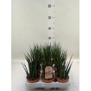 Sansevieria 'Fernwood'
