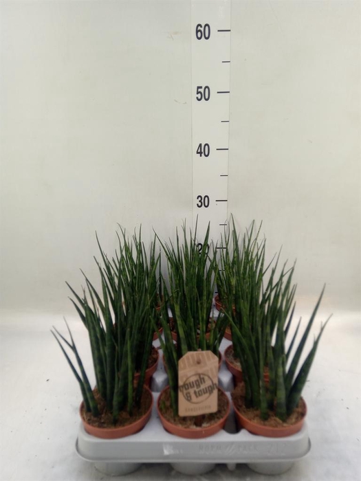 <h4>Sansevieria 'Fernwood'</h4>