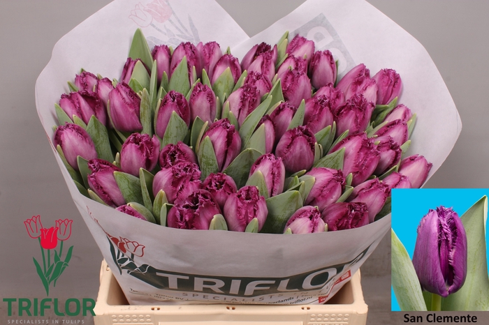 <h4>TU FR SAN CLEMENTE</h4>