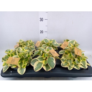 Peperomia obt. 'Obtipan Bicolor'