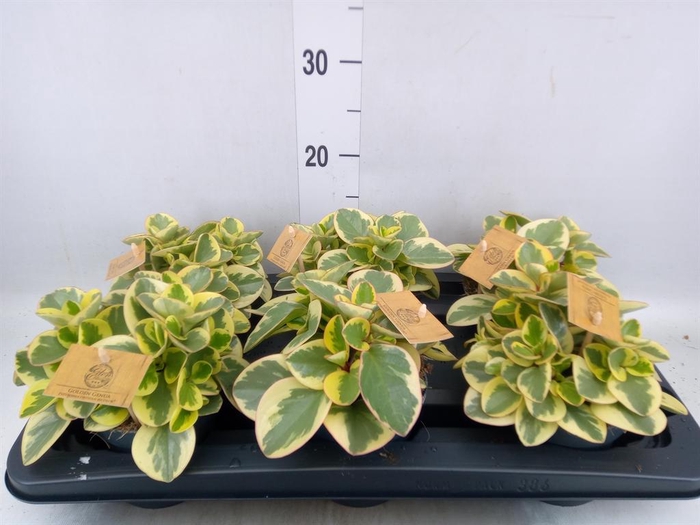 Peperomia obt. 'Obtipan Bicolor'