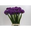 Allium Globemaster