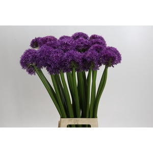 Allium Globemaster