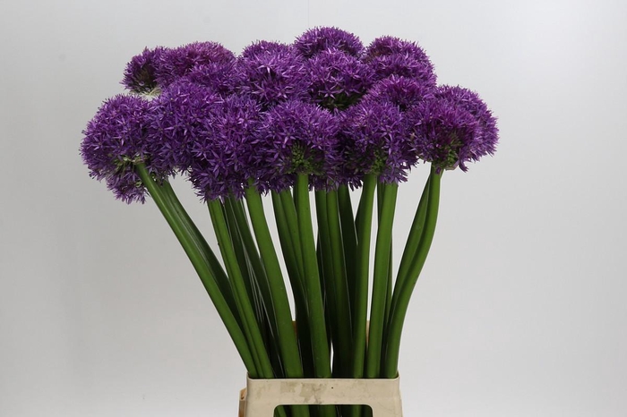 <h4>Allium Globemaster</h4>