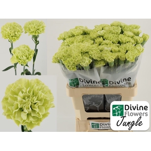 Dianthus ST 'Jungle'