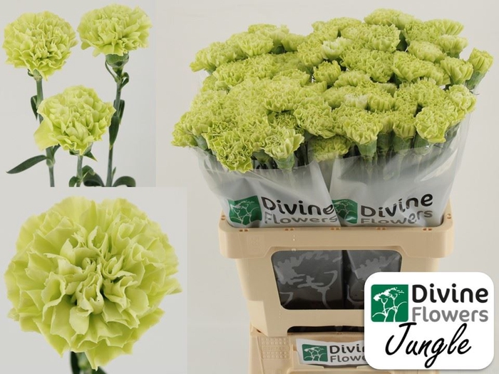 <h4>Dianthus ST 'Jungle'</h4>
