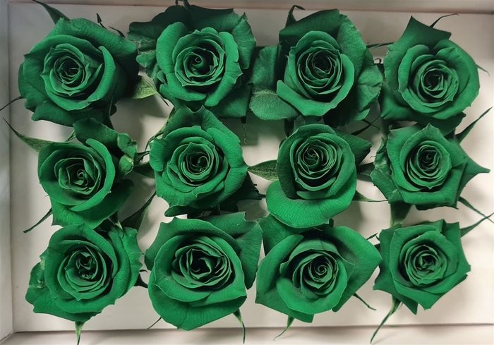 Ro Pres Mini Green Dark