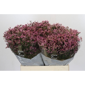 Limonium sinense Tiffany Diamond