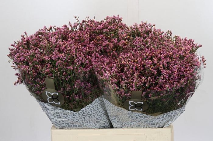 <h4>Limonium sinense Tiffany Diamond</h4>
