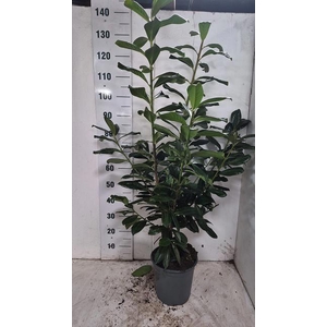 Prunus laurocerasus Novita