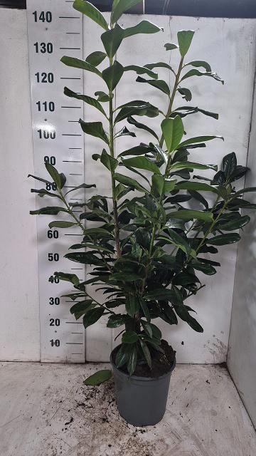 <h4>Prunus laurocerasus Novita</h4>