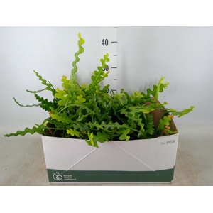 Epiphyllum anguliger