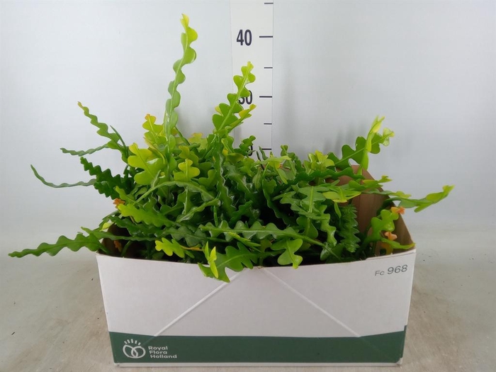 <h4>Epiphyllum anguliger</h4>