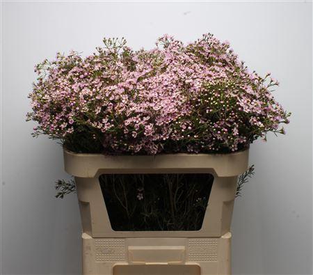 <h4>Chamelauc Solar</h4>