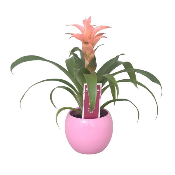 <h4>Guzmania Melissa in roze bolpot keramiek</h4>