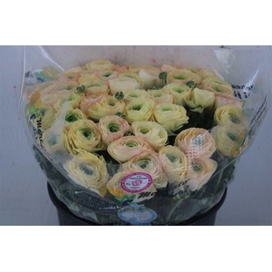 Ran Cloni Sup Touareg Pastel