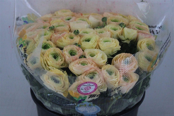 <h4>Ran Cloni Sup Touareg Pastel</h4>