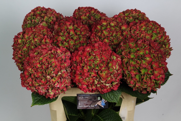 <h4>HYDR M GLOW ALPS CL</h4>