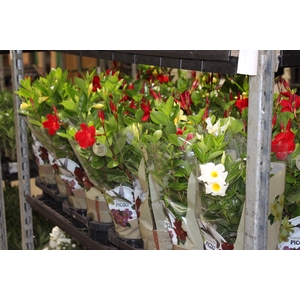 DIPLADENIA PICOLI P14 VARIADO