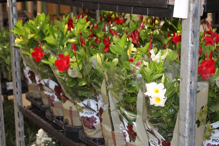 <h4>DIPLADENIA PICOLI P14 VARIADO</h4>