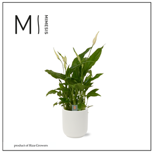 Spathiphyllum Chopin - 9cm in Atlanta White | Mimesis